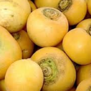 Navet Boule d'OR