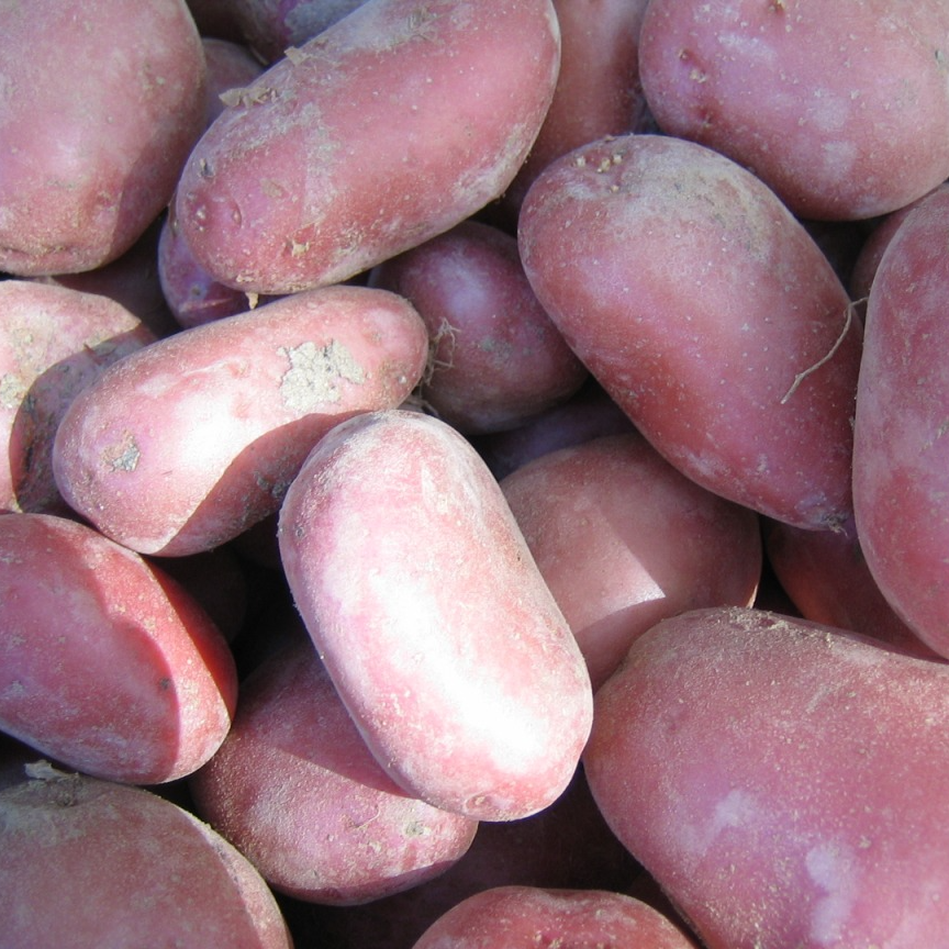 Pomme de terre nouvelle - Variété Rubis (BioBreizh)