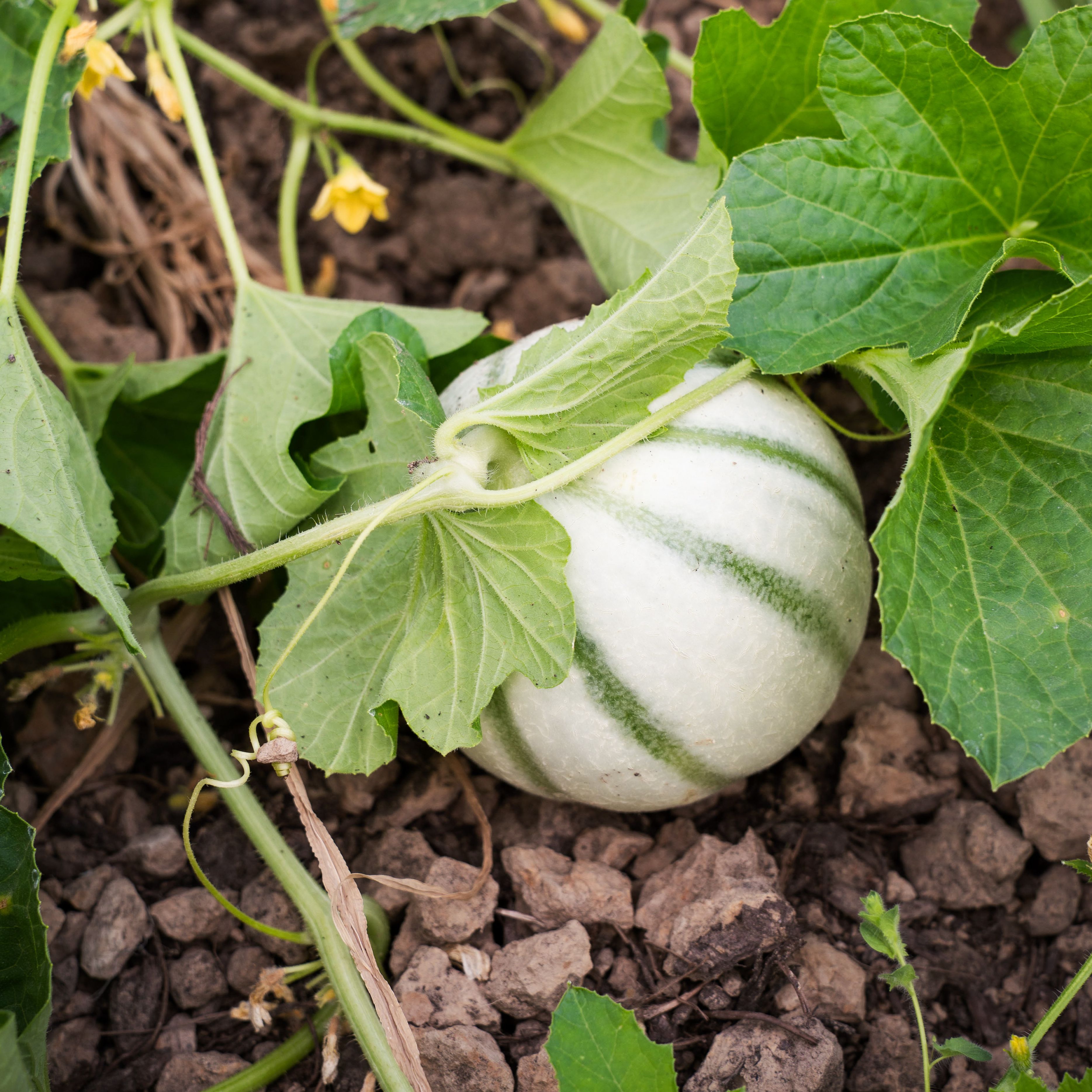 Melon d'ICI !