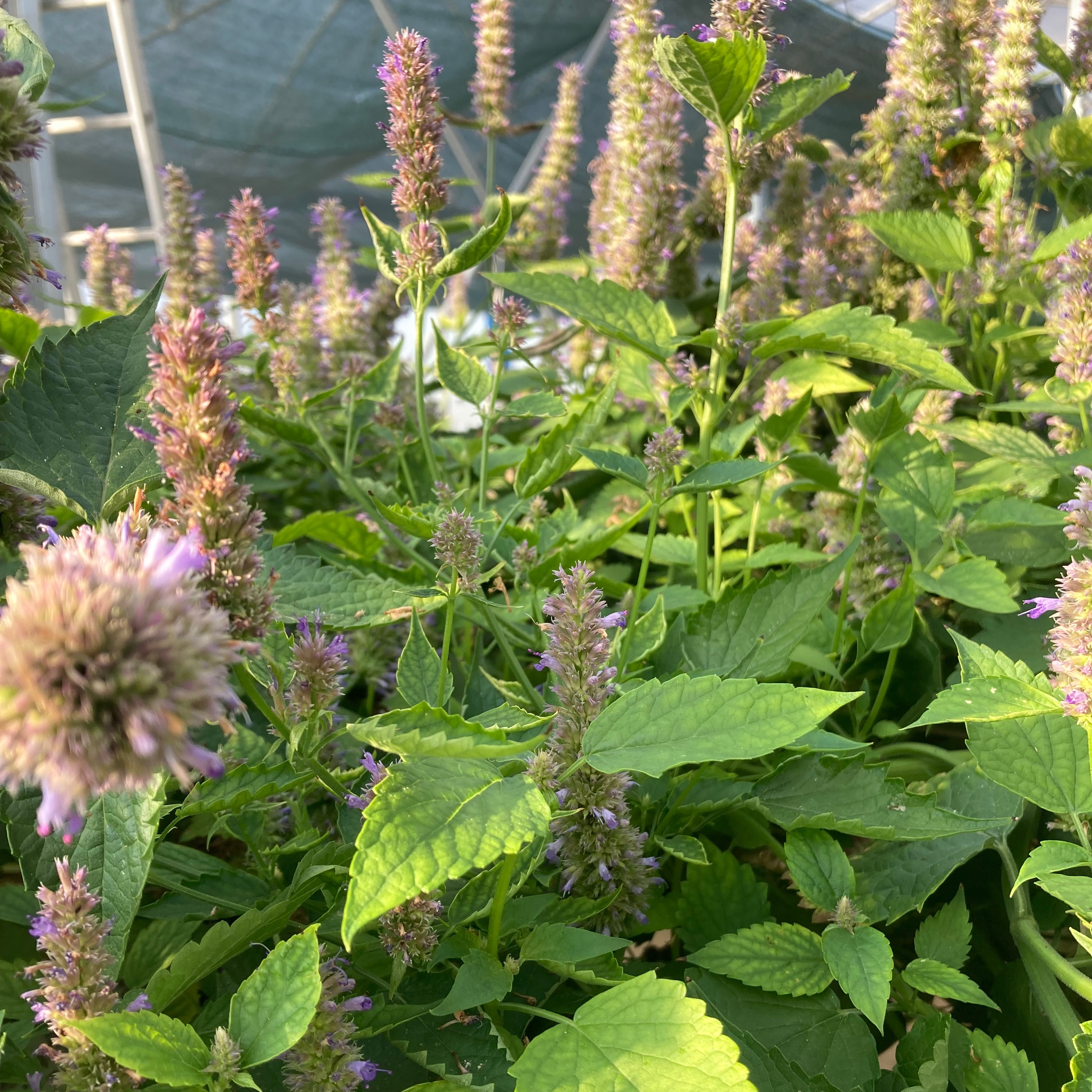 Agastache
