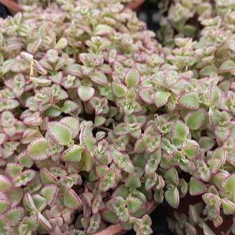 Sedum Little missy en pot 1 litre