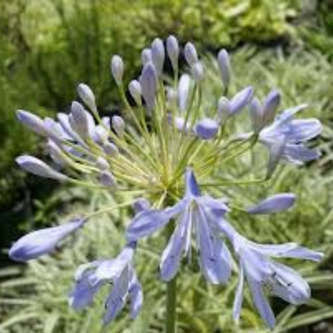 Agapanthus ‘Tinkerbell’