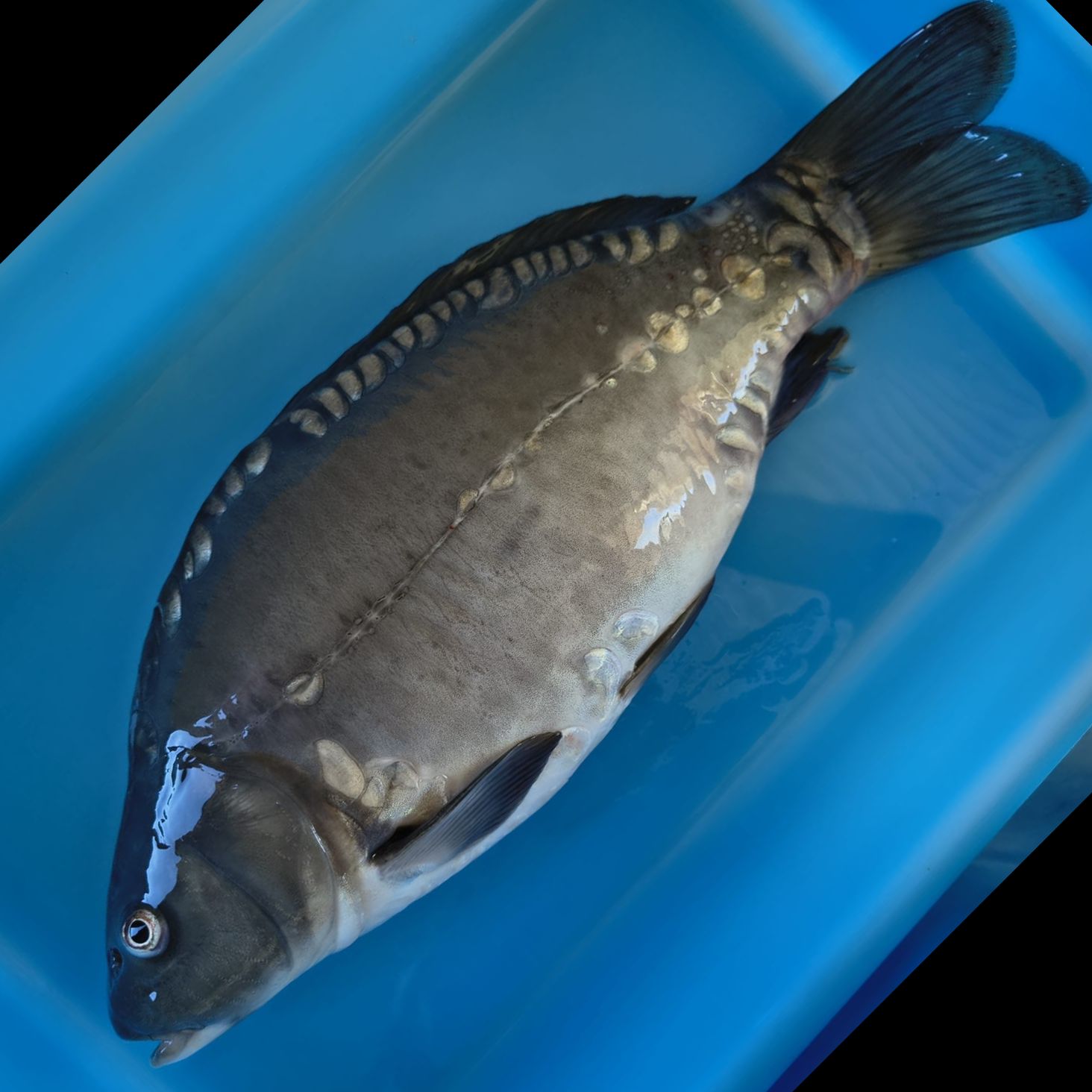 Carpe entière - 1,5kg