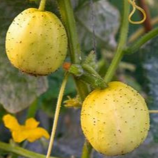 Concombre Lemon - godet 8 cm