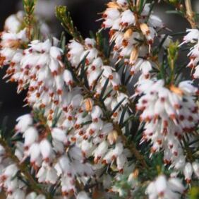 Bruyère d'hiver- Erica darleyensis - Blanche