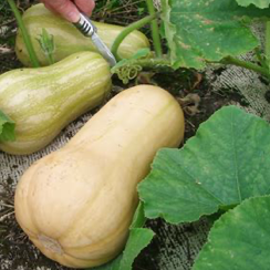 butternut