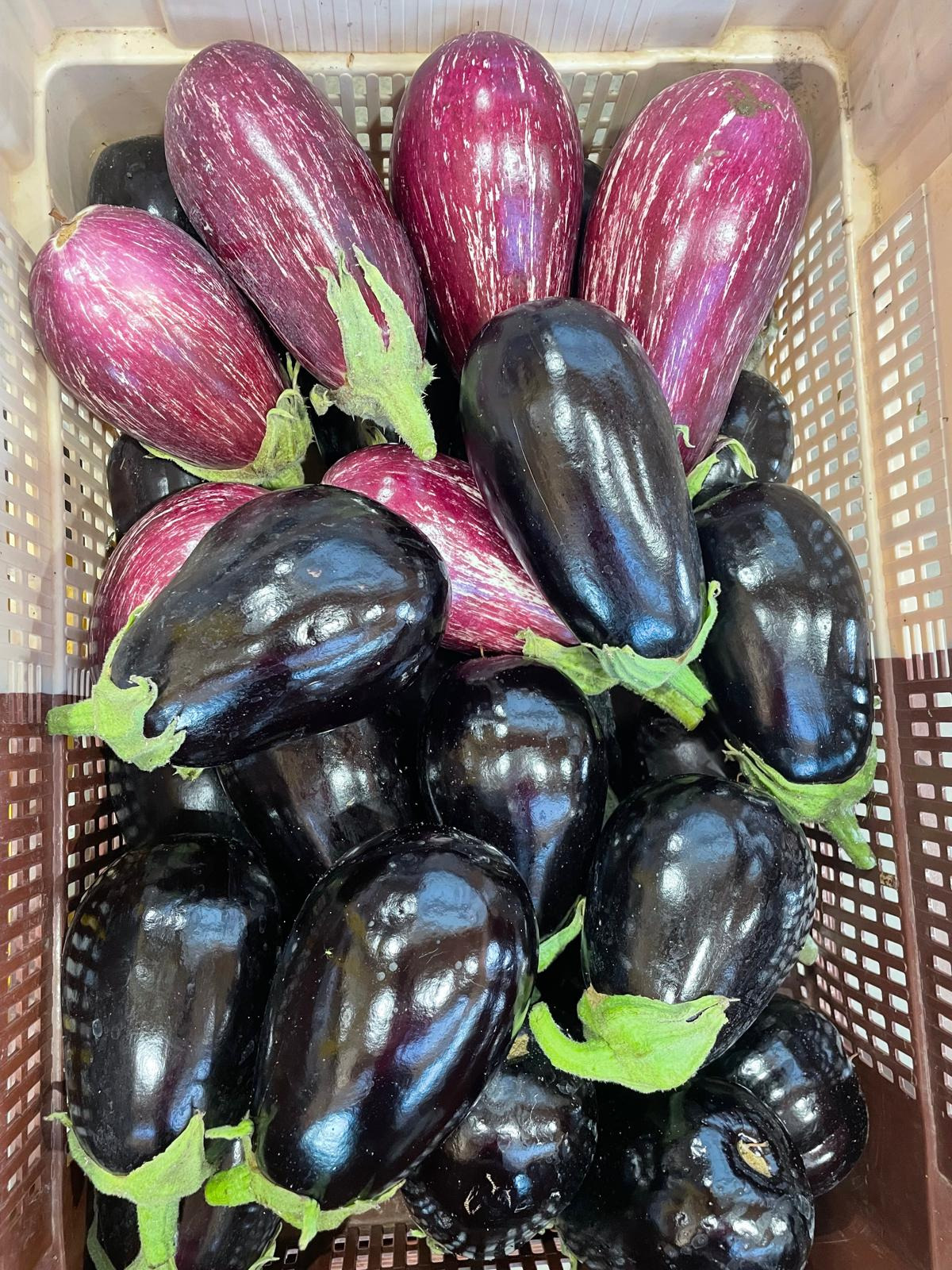Aubergine - 800g
