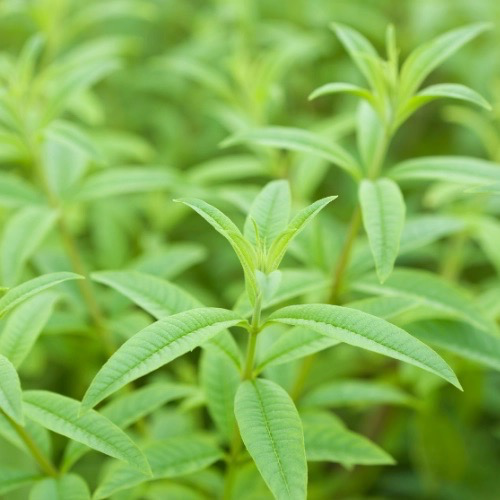 VERVEINE ODORANTE Bio