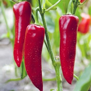 Plant - Poivron Corne de taureau rouge