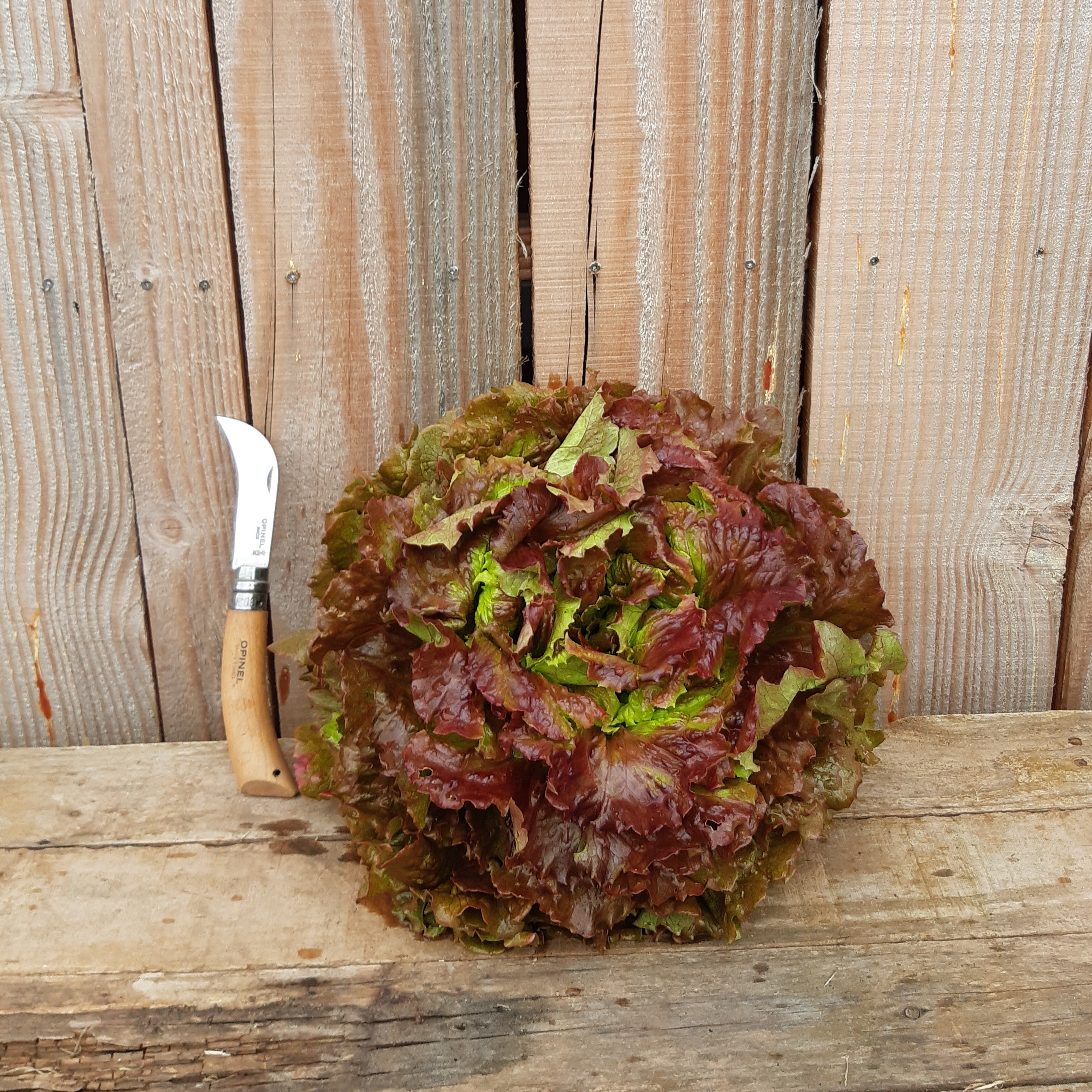 Salade Batavia rouge (petite)