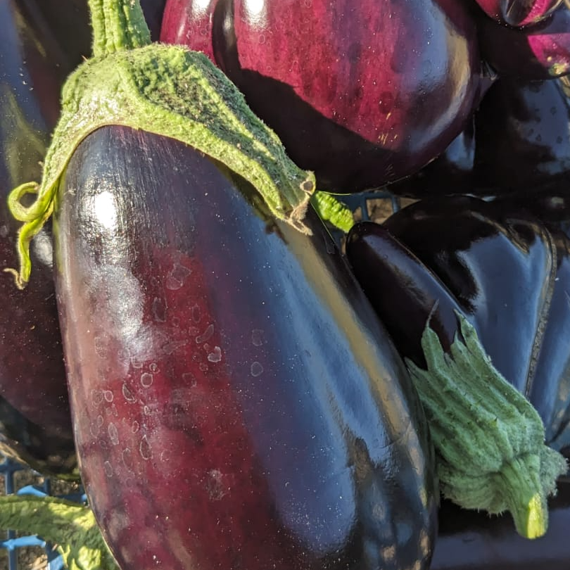 Aubergine