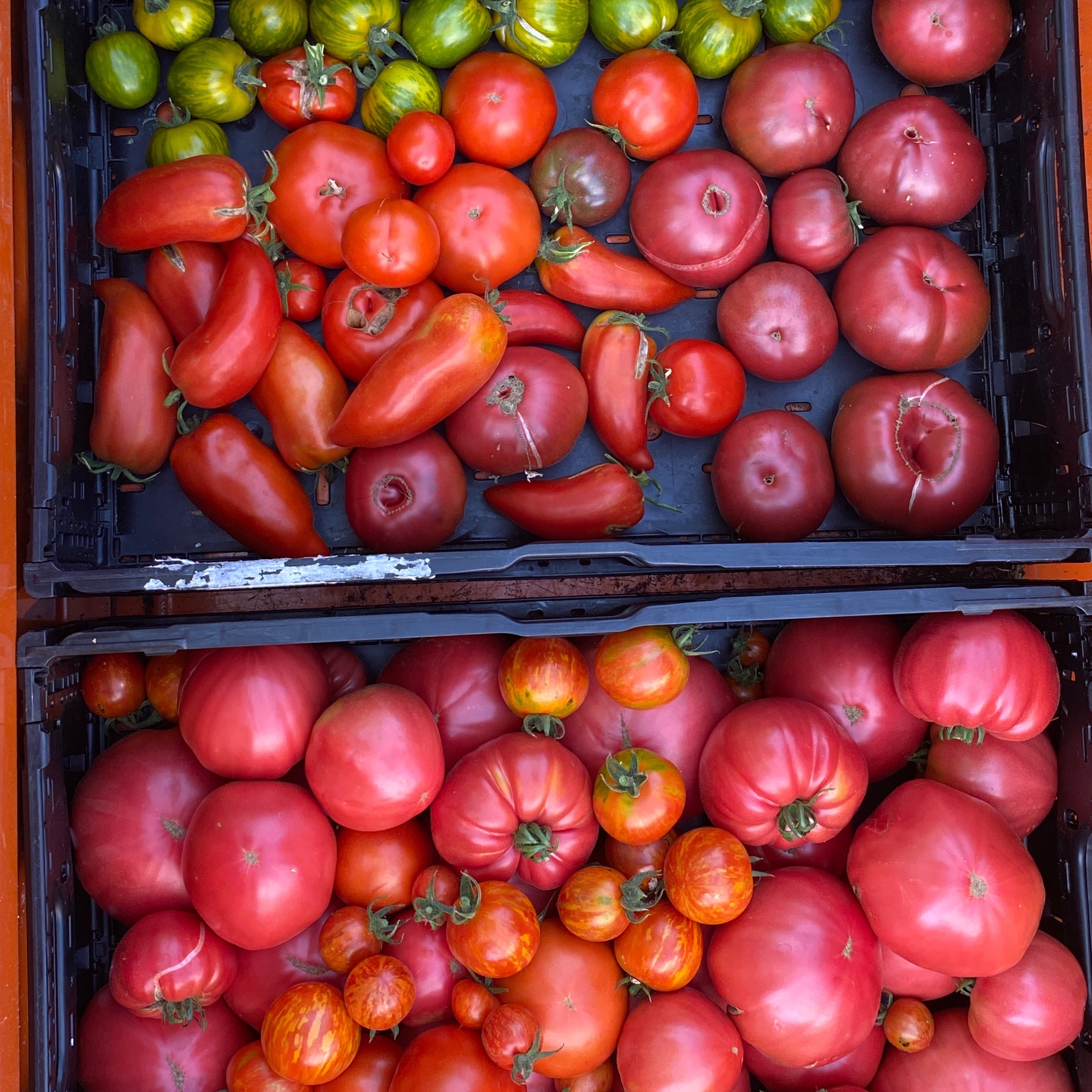 Tomates anciennes