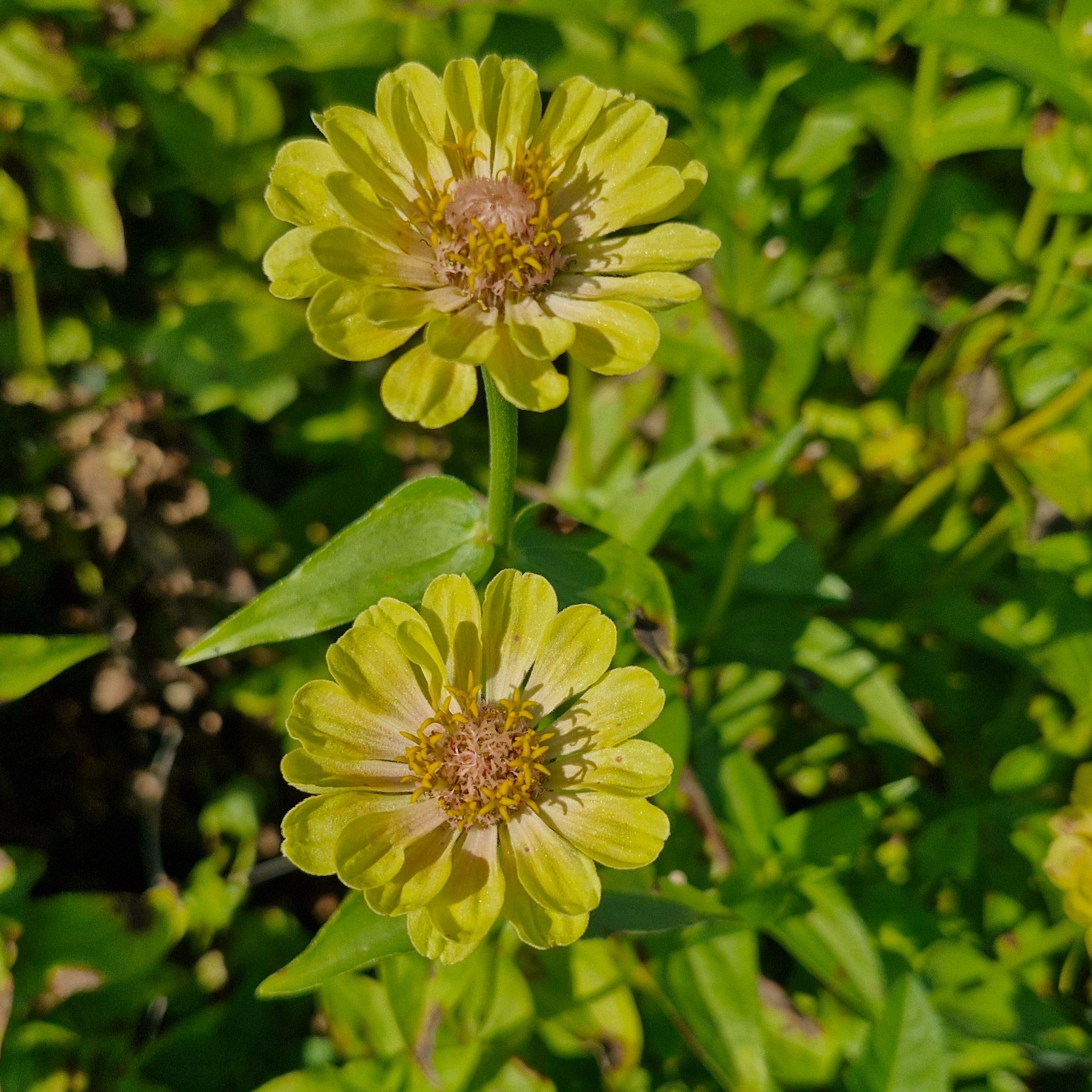 Zinnia petit Queen lime blush (botte de 10 tiges)