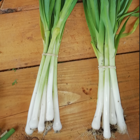 poireaux botte 500g - 500g