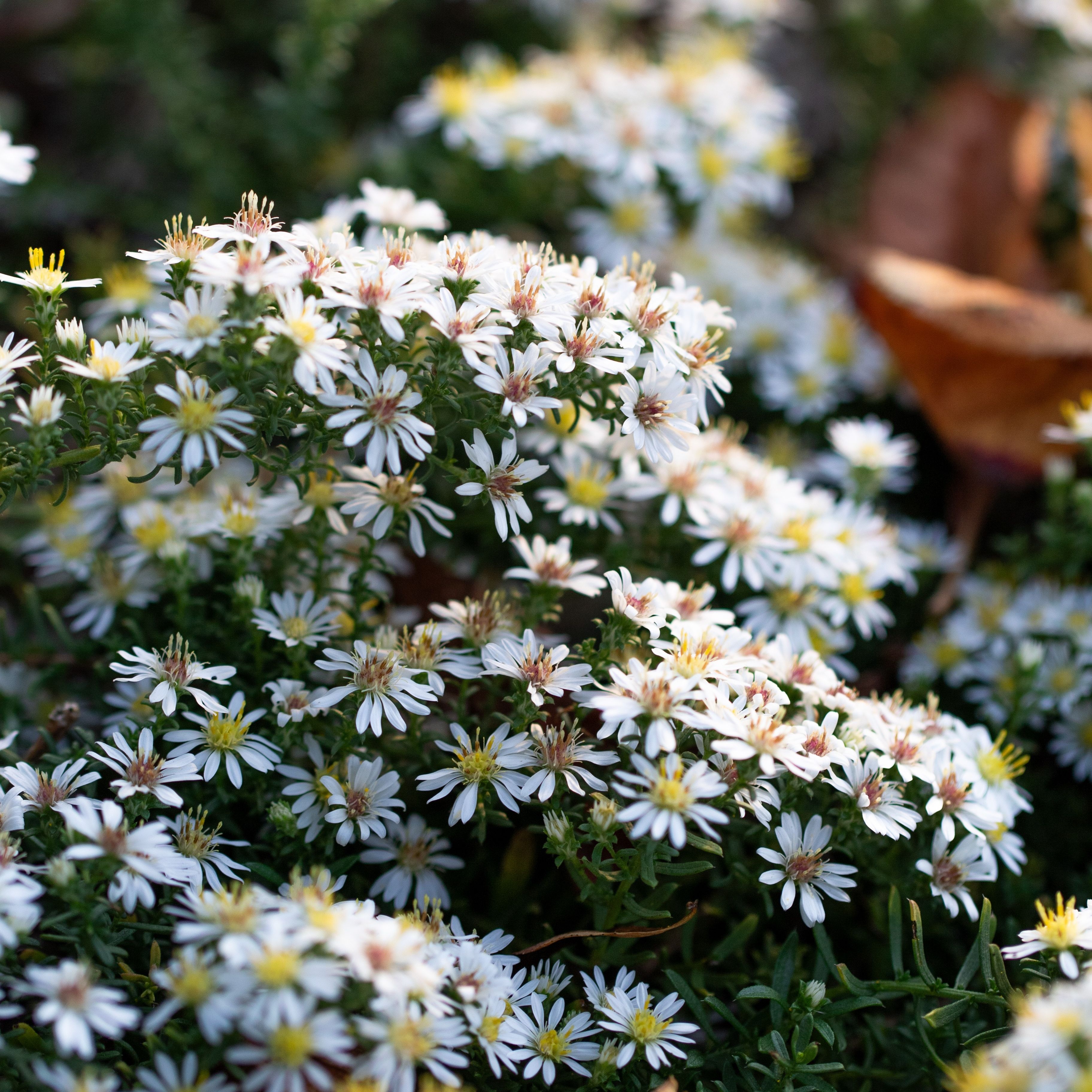Aster prostratus