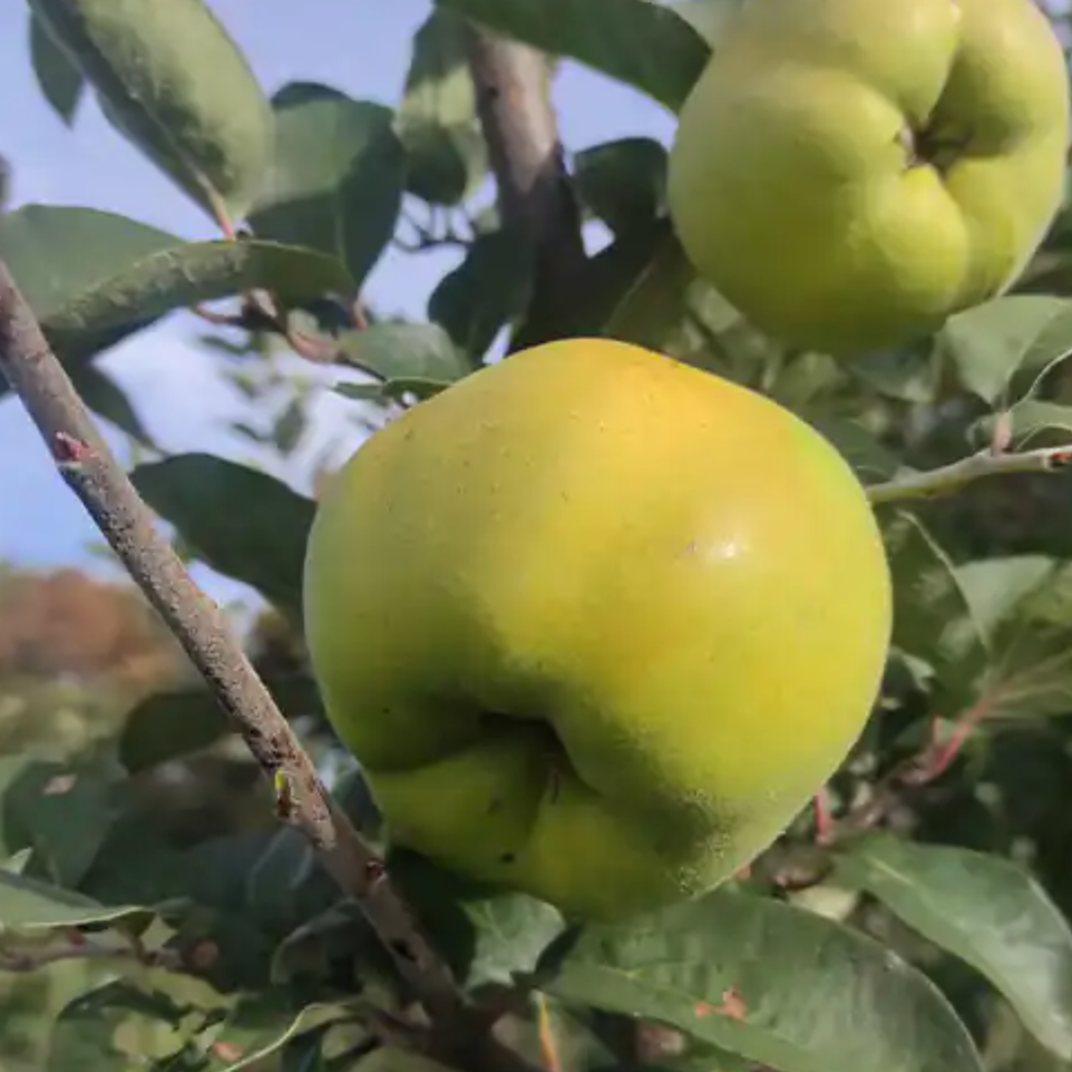 Cognassier 'Muskatnaja' / BA29 Racines nues / 1m