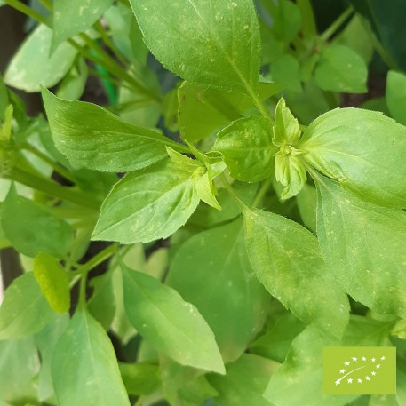 Plant de basilicCitron
