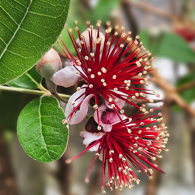 Feijoa - racines nues 0,6m