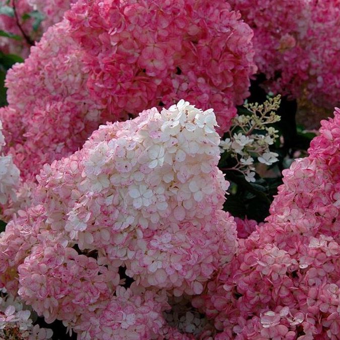 Hortensia paniculé - Hydrangea paniculata "Sundae Fraise"