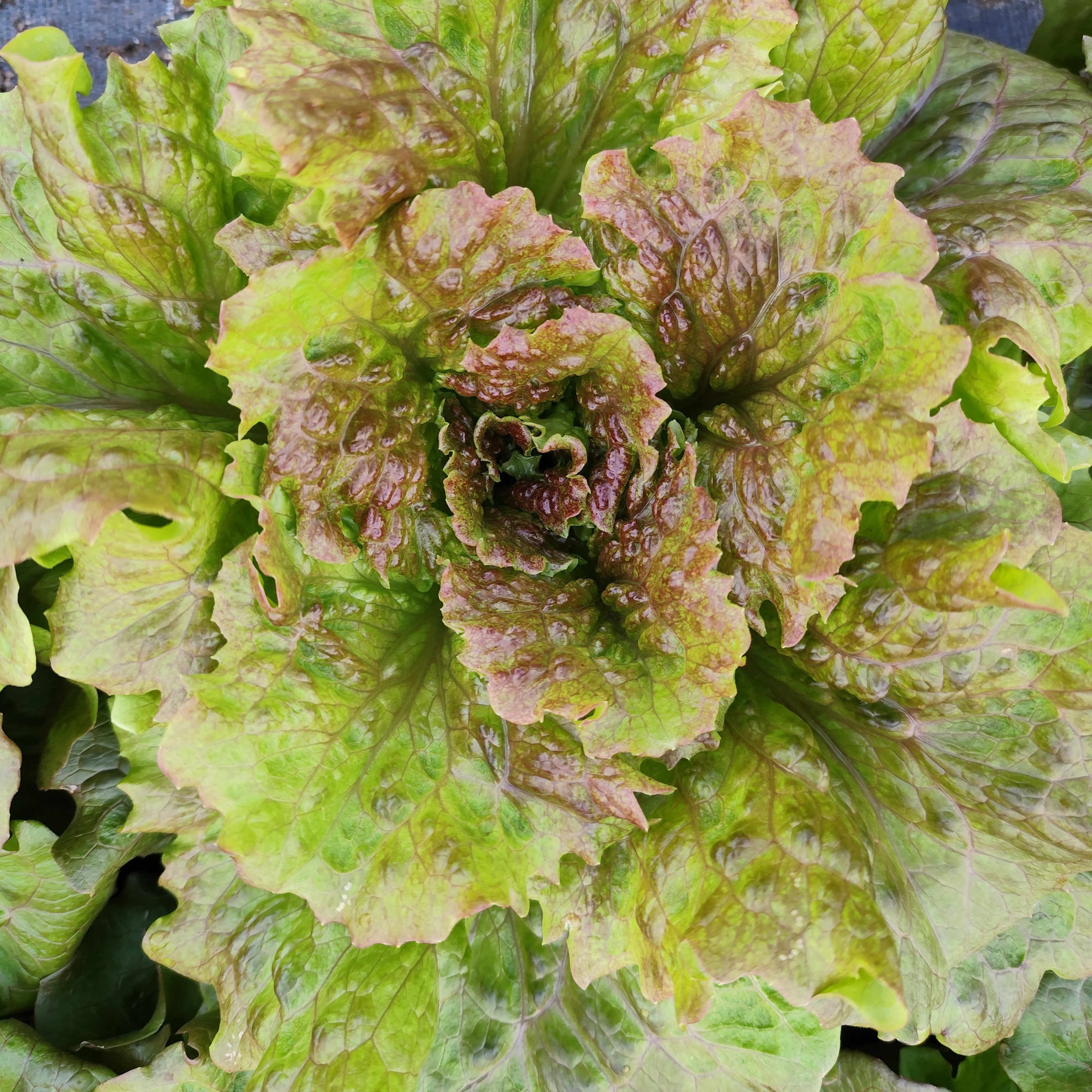 Salade  Batavia Rouge Grenobloise 1 PIECE