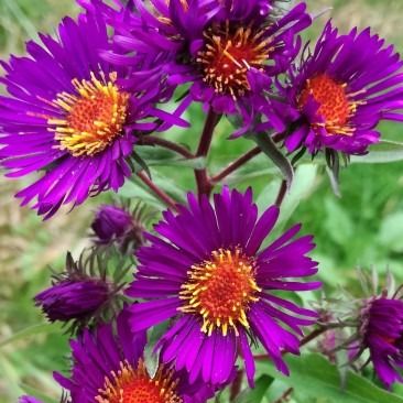 Aster novae angliae 'Marina Wolkonski'
