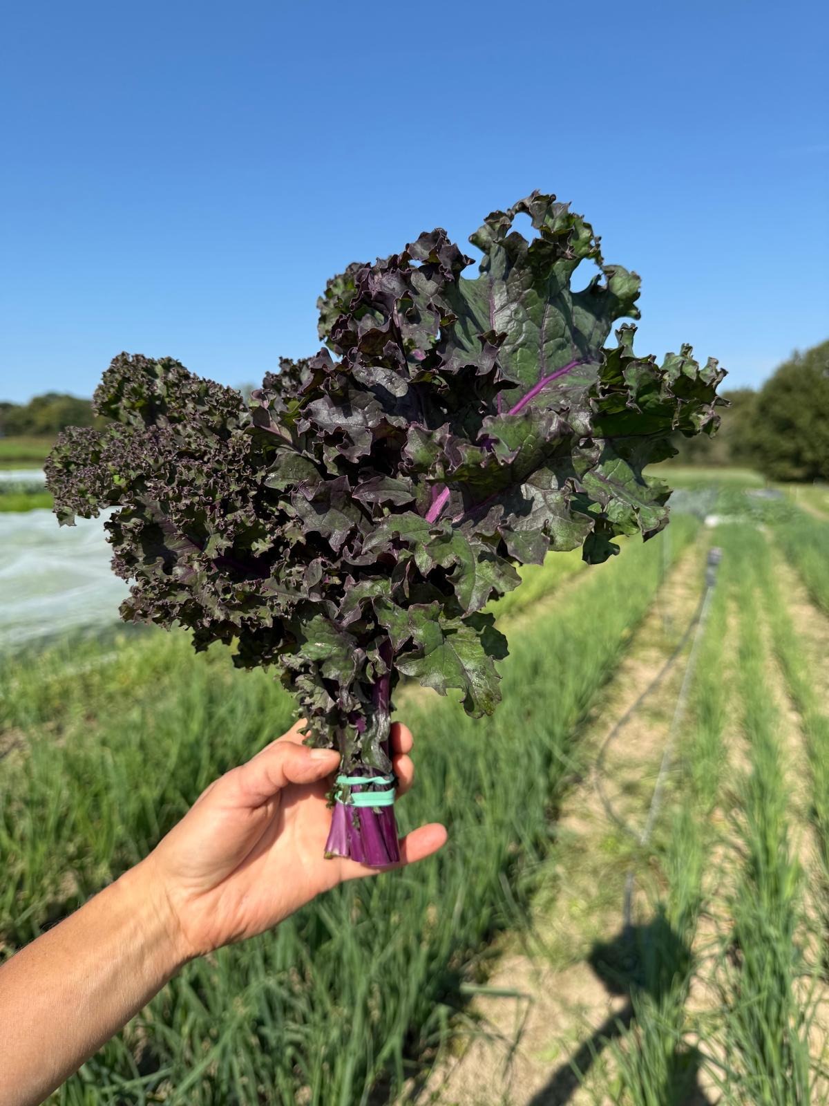 Chou Kale Frisé Rouge