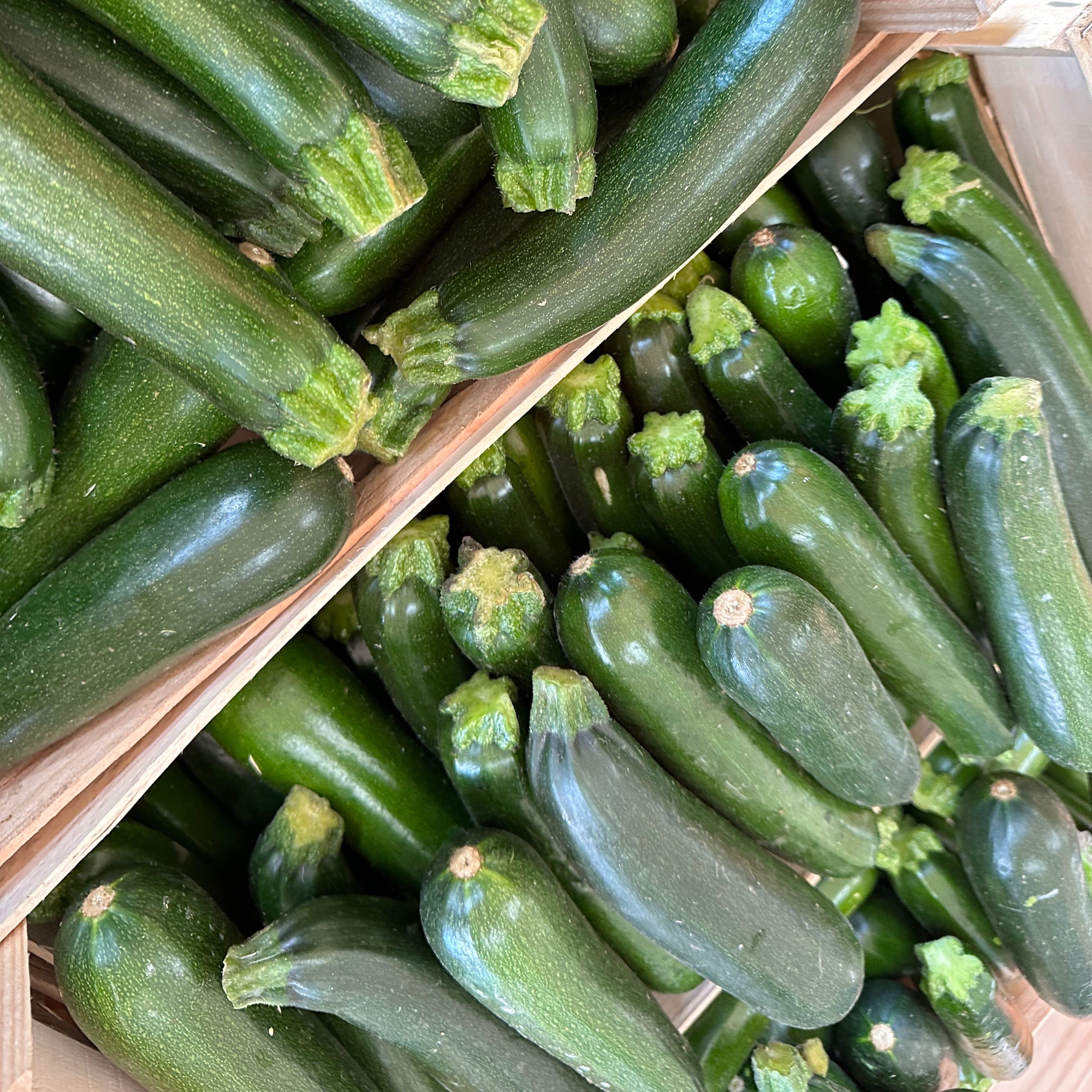 Courgette verte