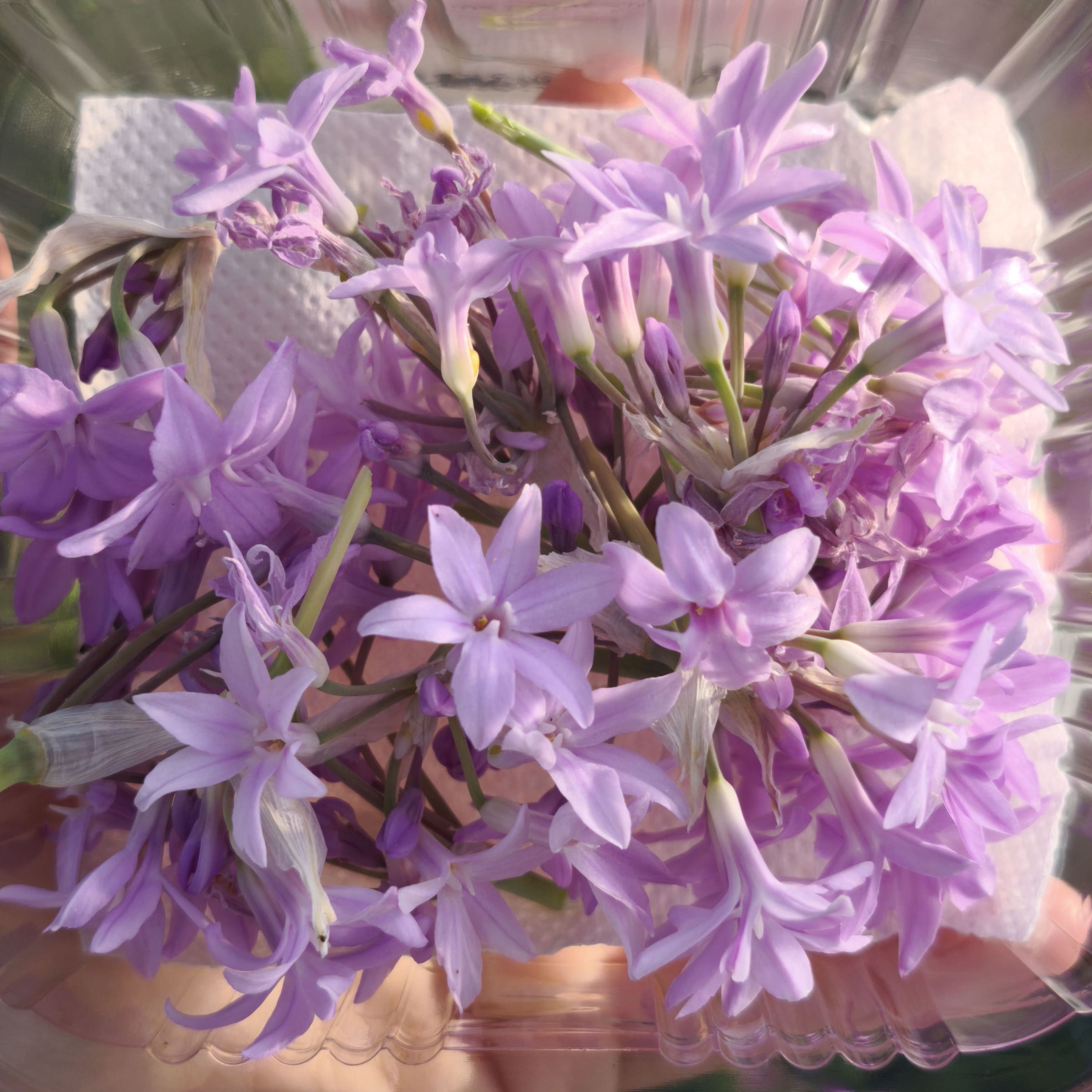 Tulbaghia x20F