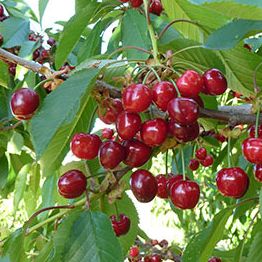 Cerisier - Prunus avium "Burlat'