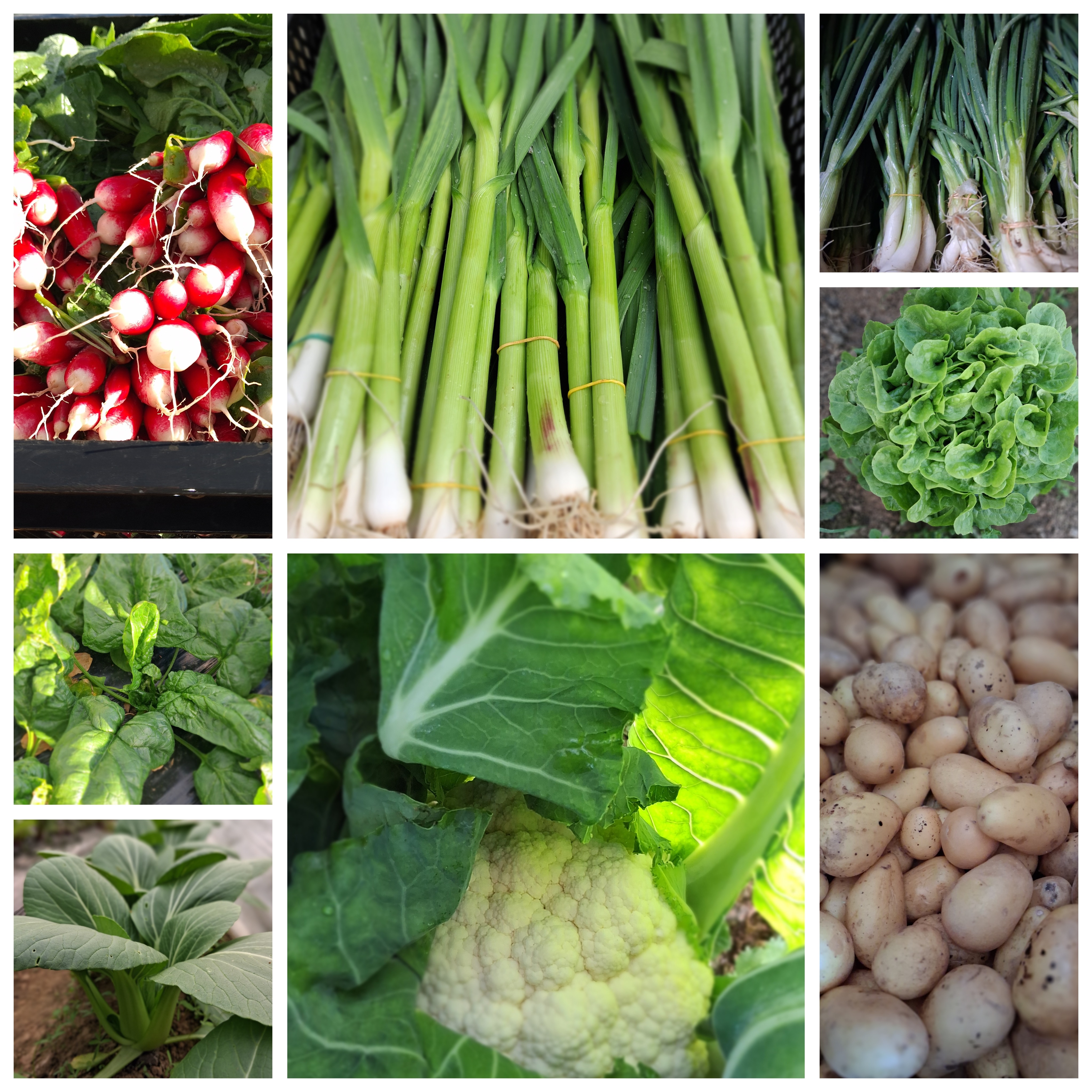 Panier de la semaine