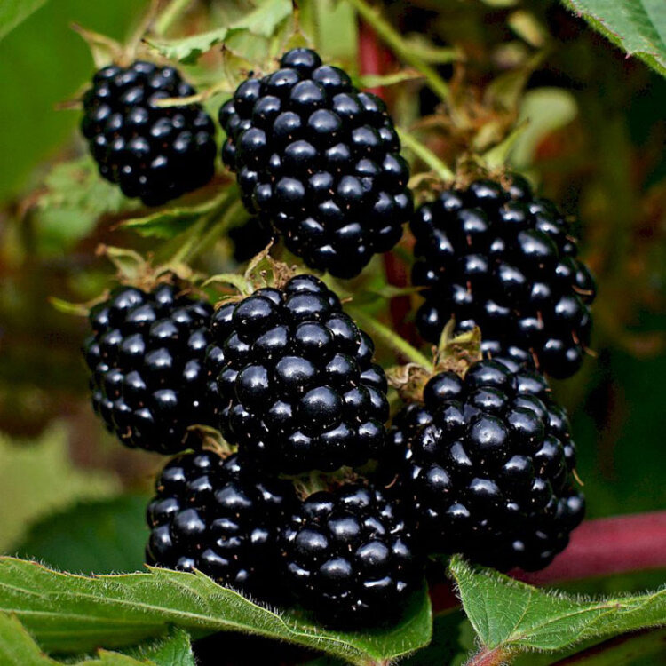 Mûrier sans épines - Rubus fructicosus