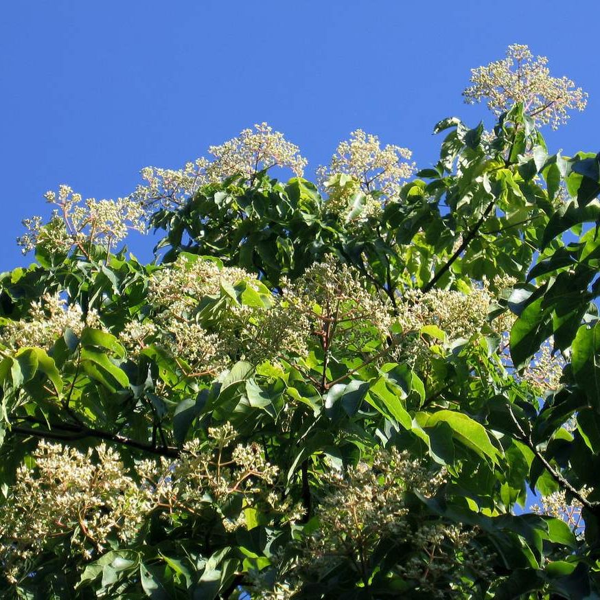 Arbre à miel