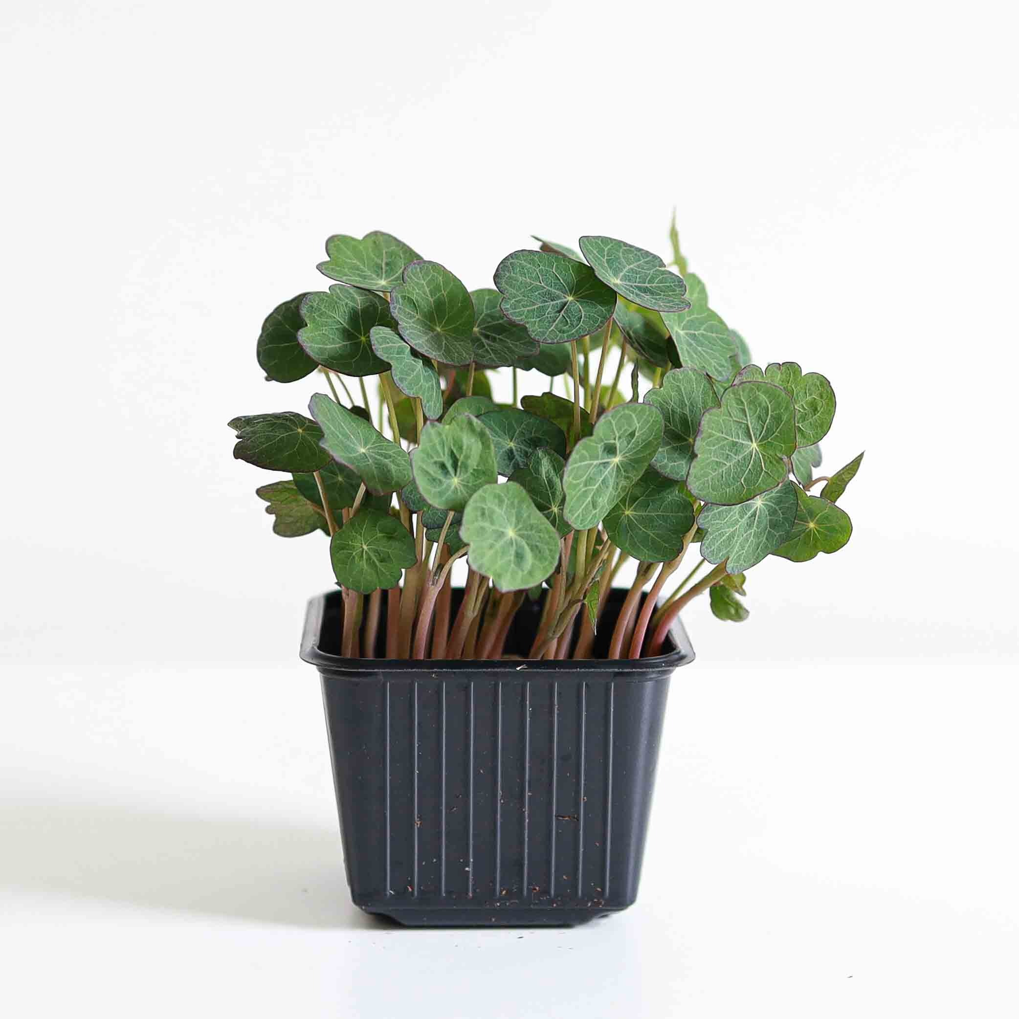 Micro-pousses CAPUCINE NASTORIUM