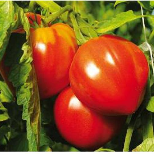 Tomate Cœur De Bœuf Le Kg (origine: La Cueillette 59 France)
