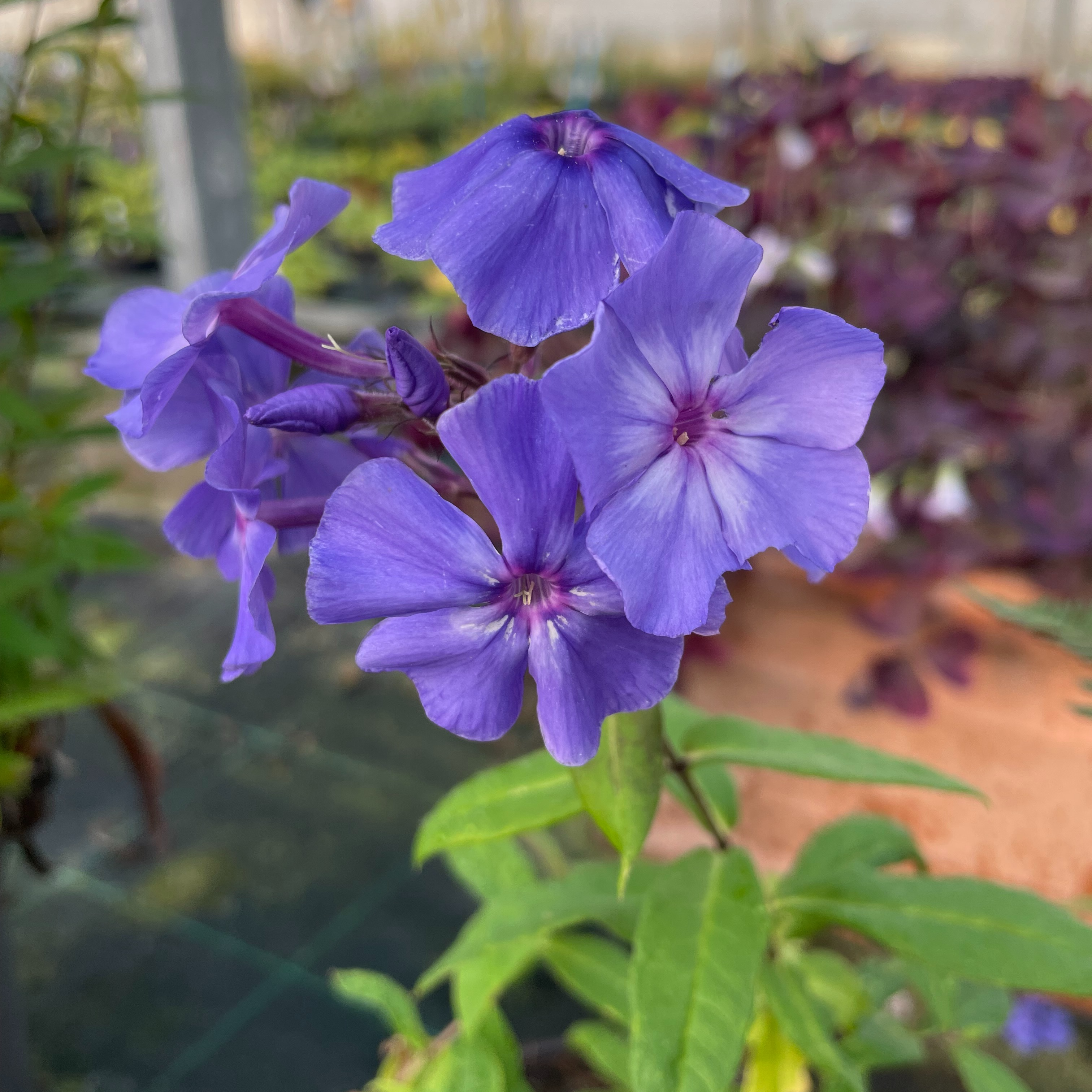 Phlox paniculata ‘Blue Paradise’