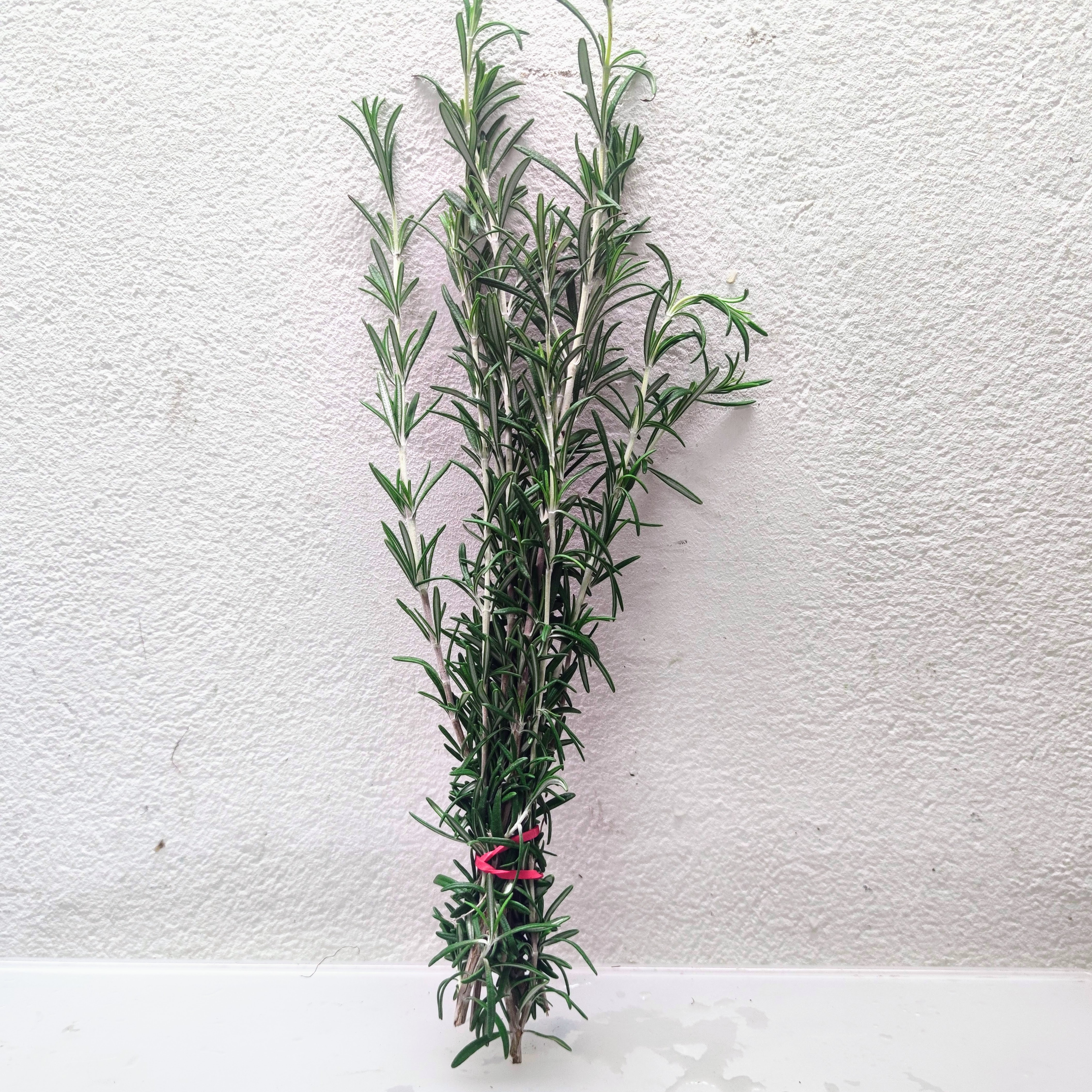 Romarin - Botte - 50g