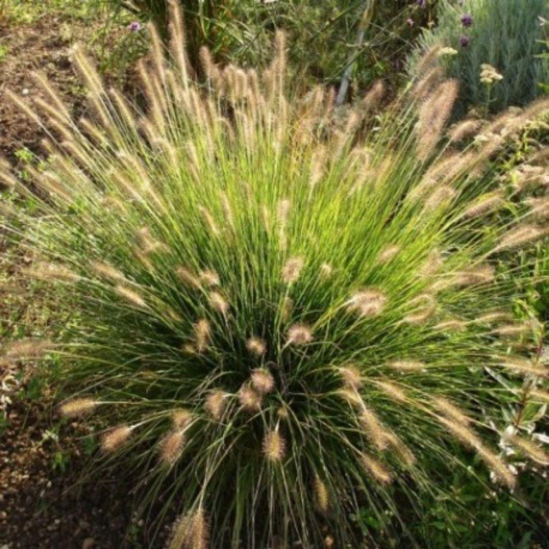 Pennisetum alopecuroïdes ‘Gelbstiel’