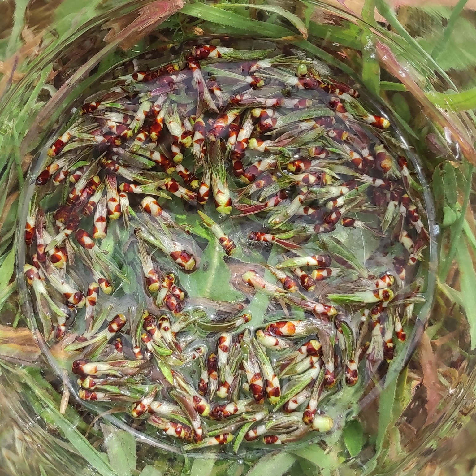 Gemmothérapie Amandier - 30ml