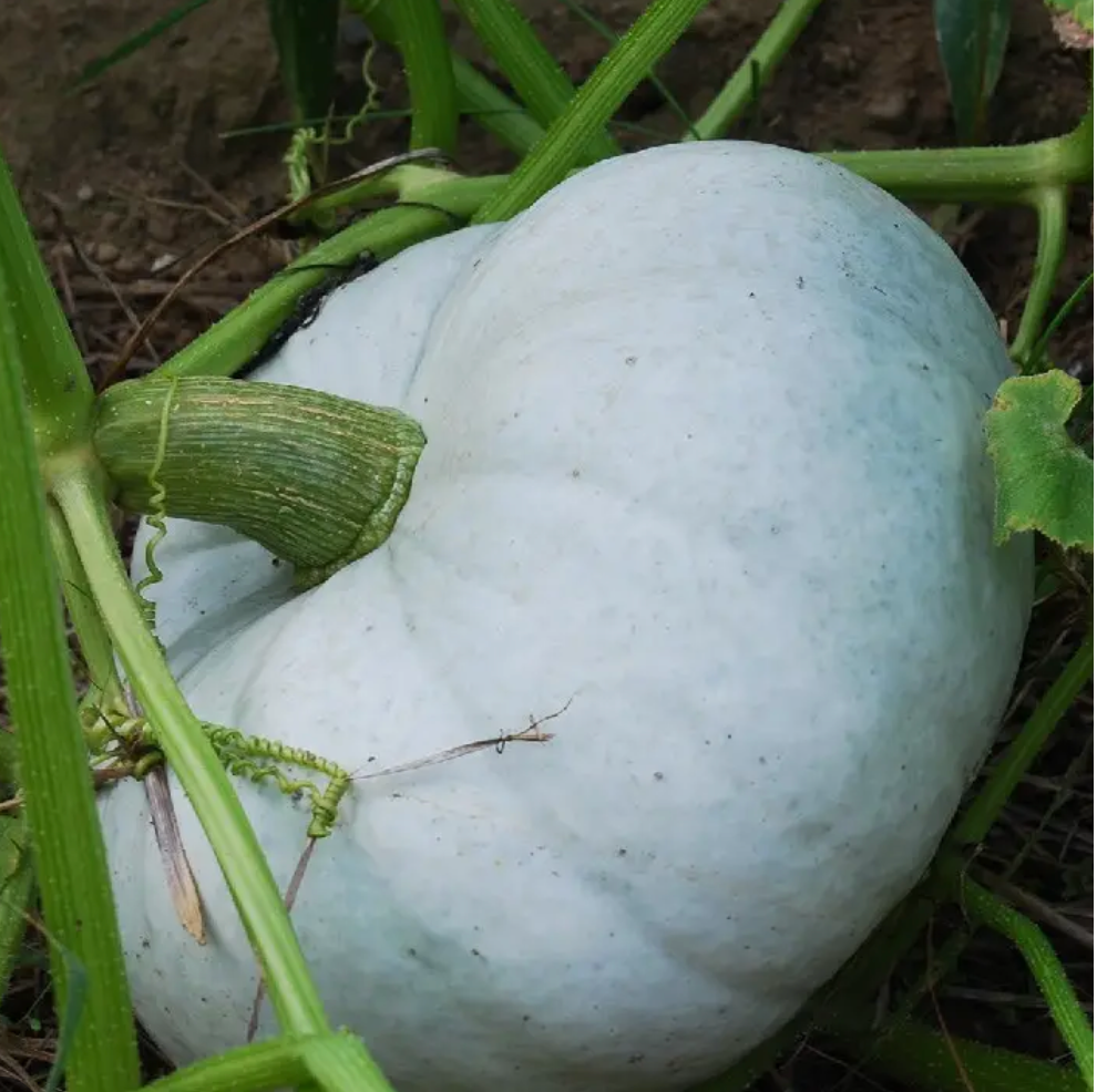 Courge Bleue de Hongrie Entière - 5kg