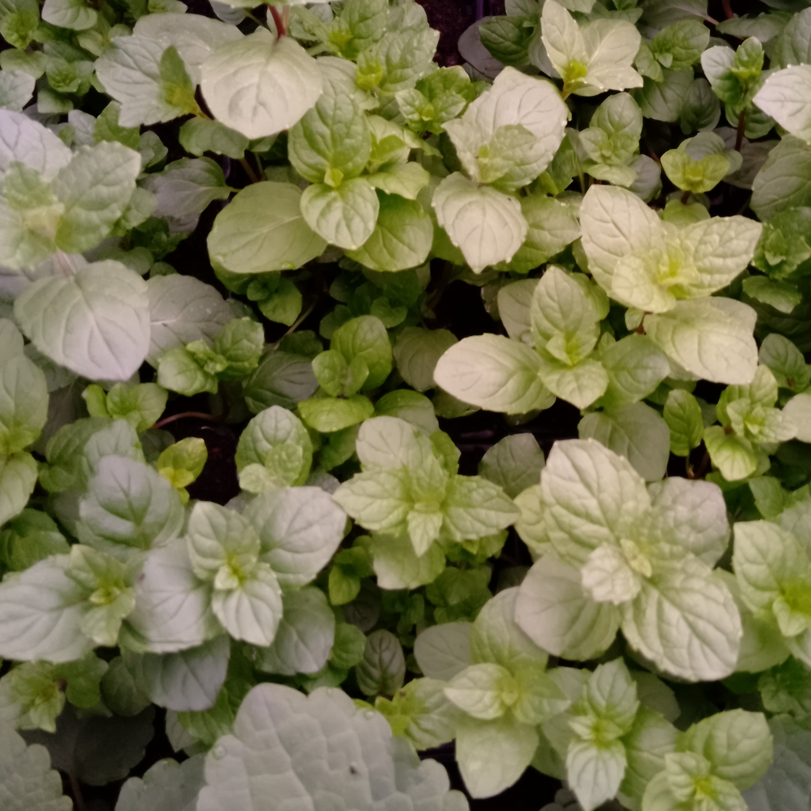 Plant de menthe verte