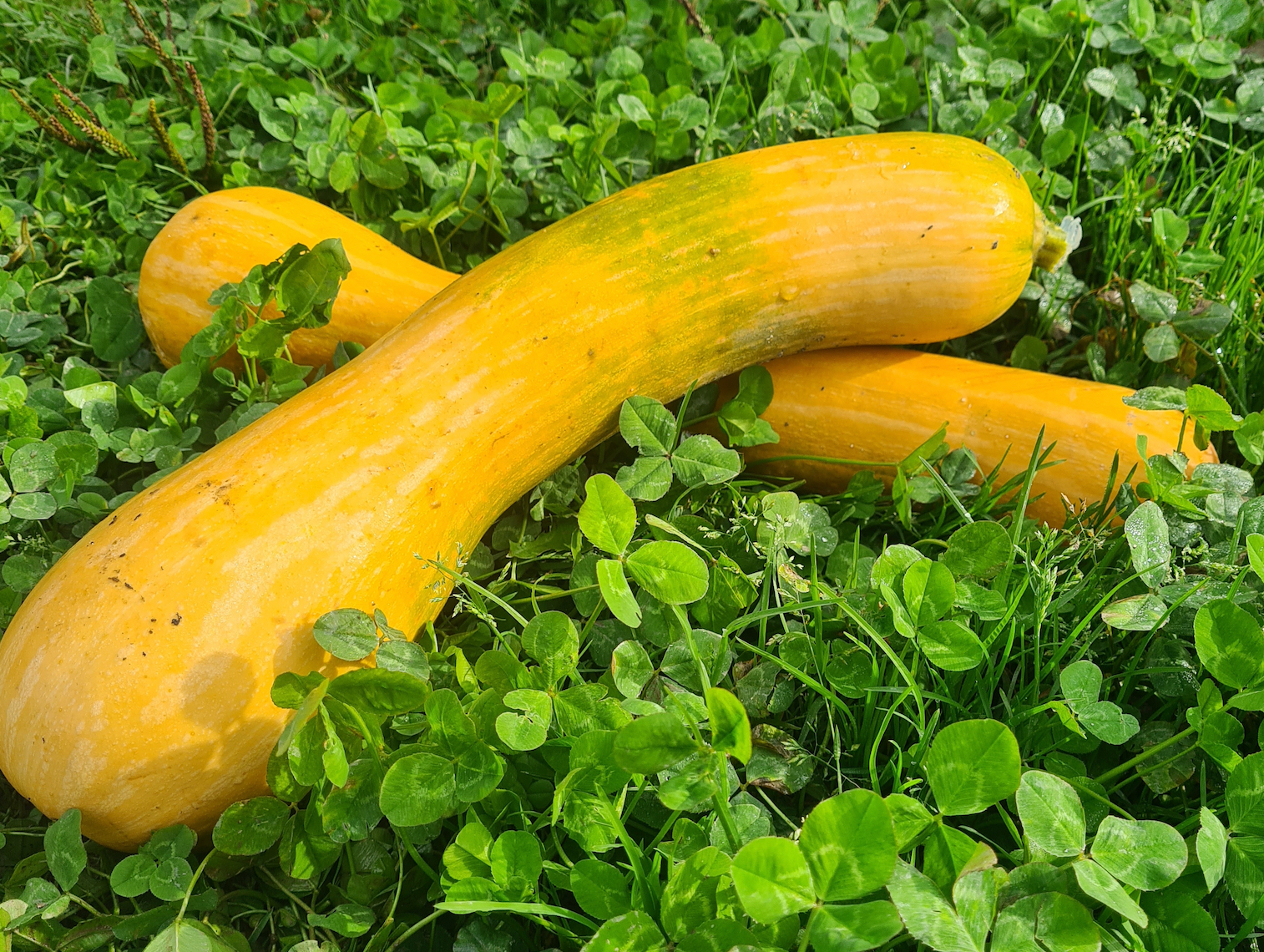 Courge longue de Nice (1 kg) - 1kg
