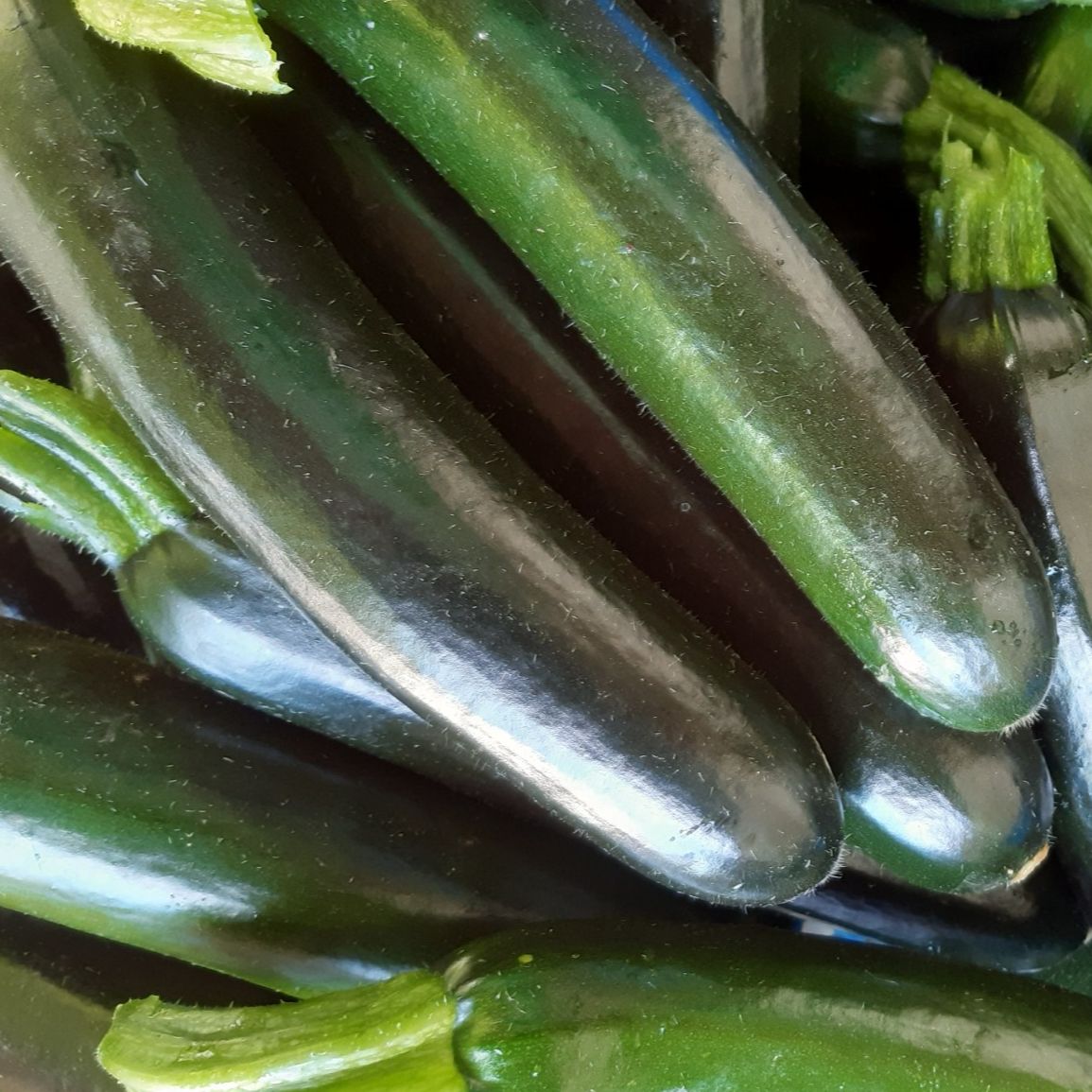 COURGETTES - 500g