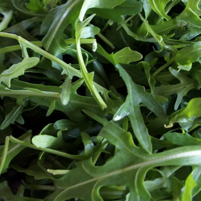 Roquette - 100g