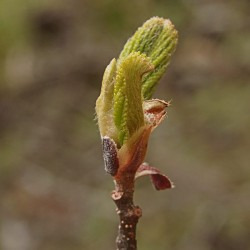 Extrait de bourgeons d'aulne blanc - 50ml