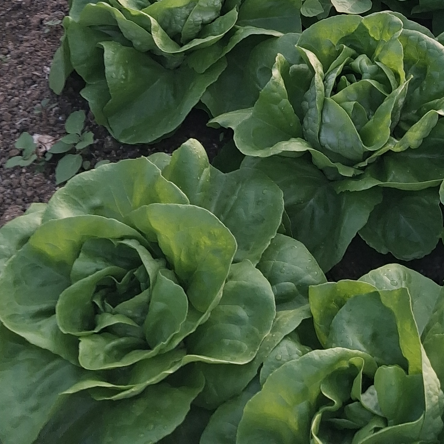 Salade Laitue Pommée