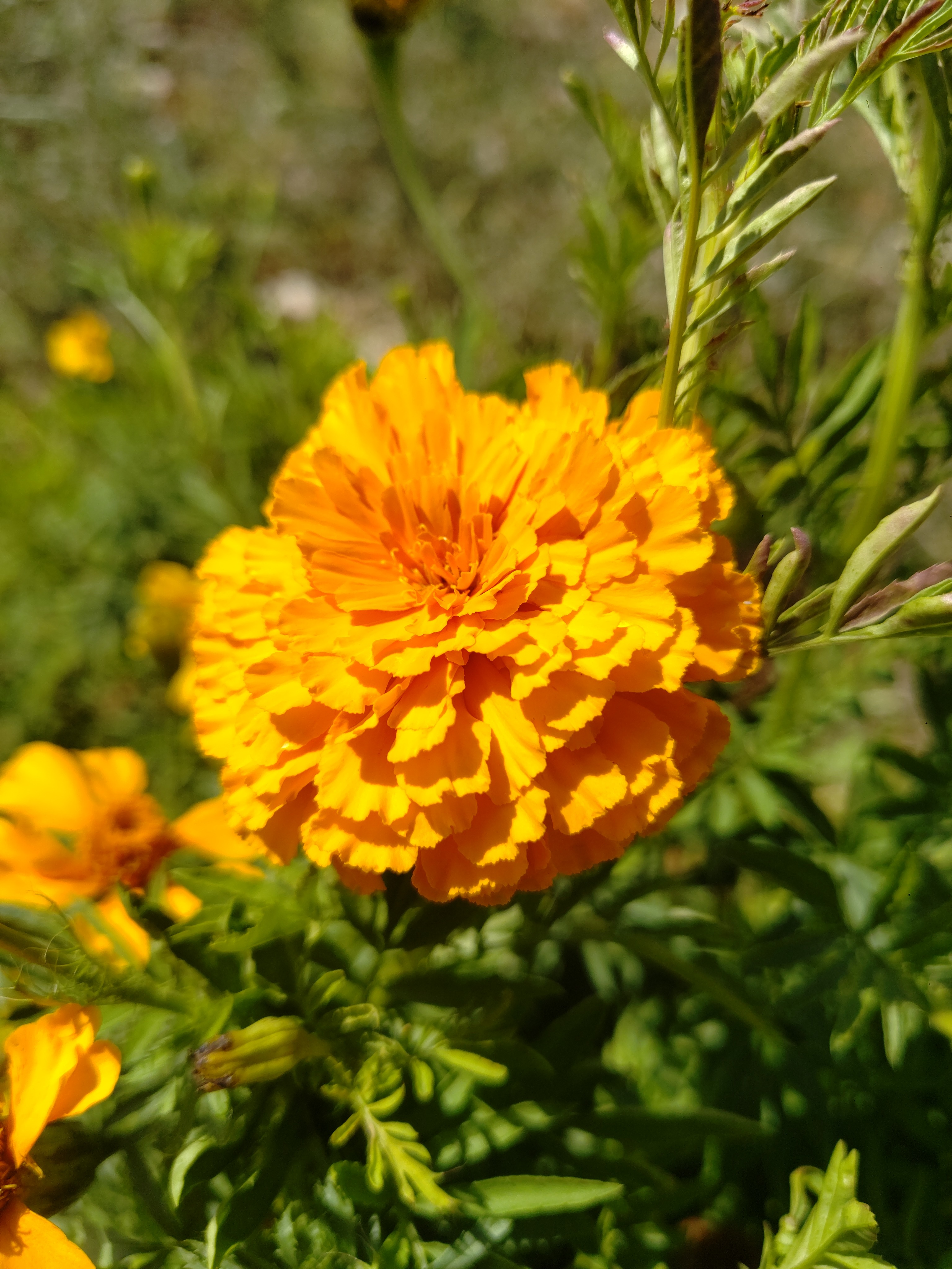 Fleurs de Tagetes boîte de 10 u