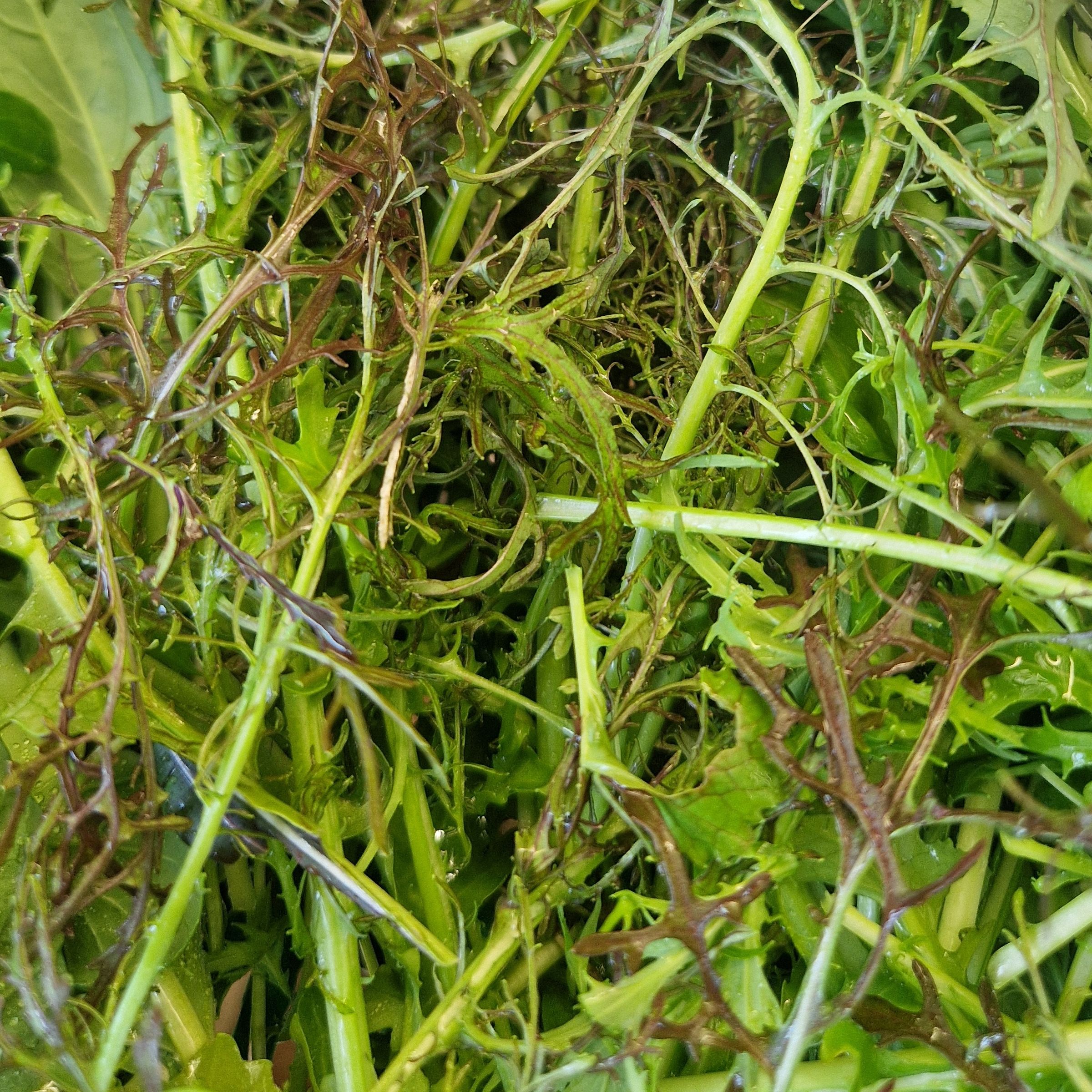 MESCLUN ASIATIQUE