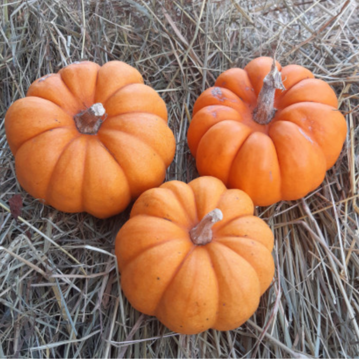 Plant de courge Jack Be Little