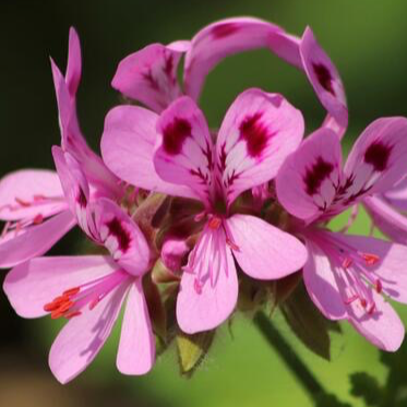 Plant Géranium Rosa - 650g