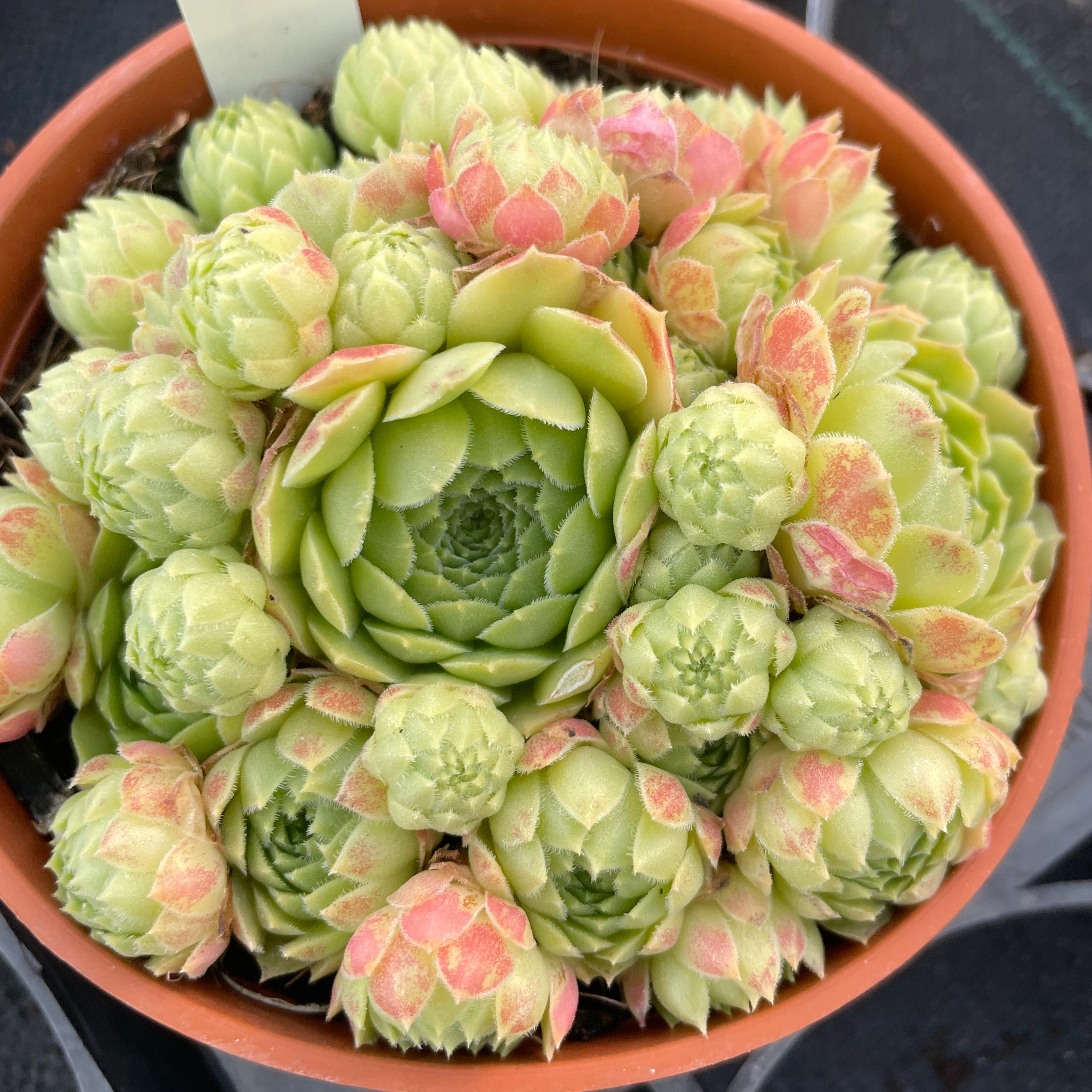 Sempervivum 'Edward Balls'